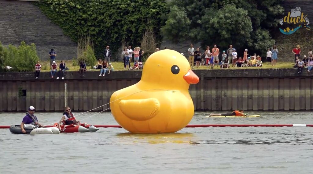 duck race angers