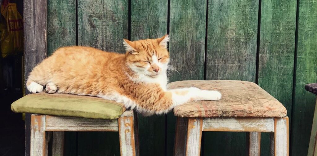 bar à chat à angers