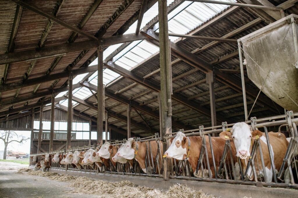 plan stabulation vache laitière